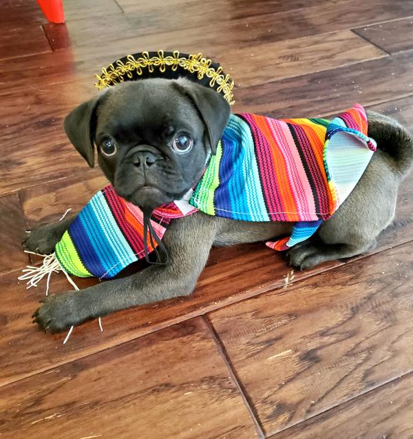 /images/uploads/pug nation rescue of los angeles/pugnation2021/entries/15372thumb.jpg